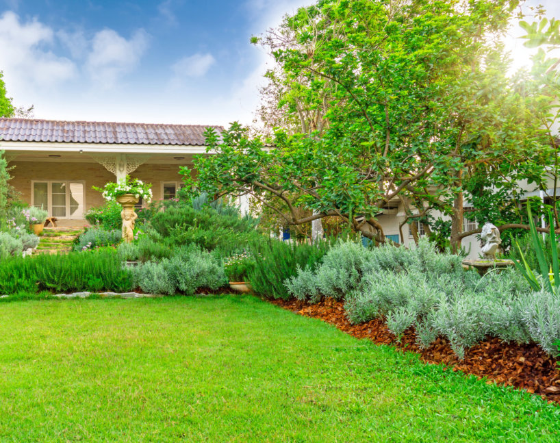 an image of a lush backyard
